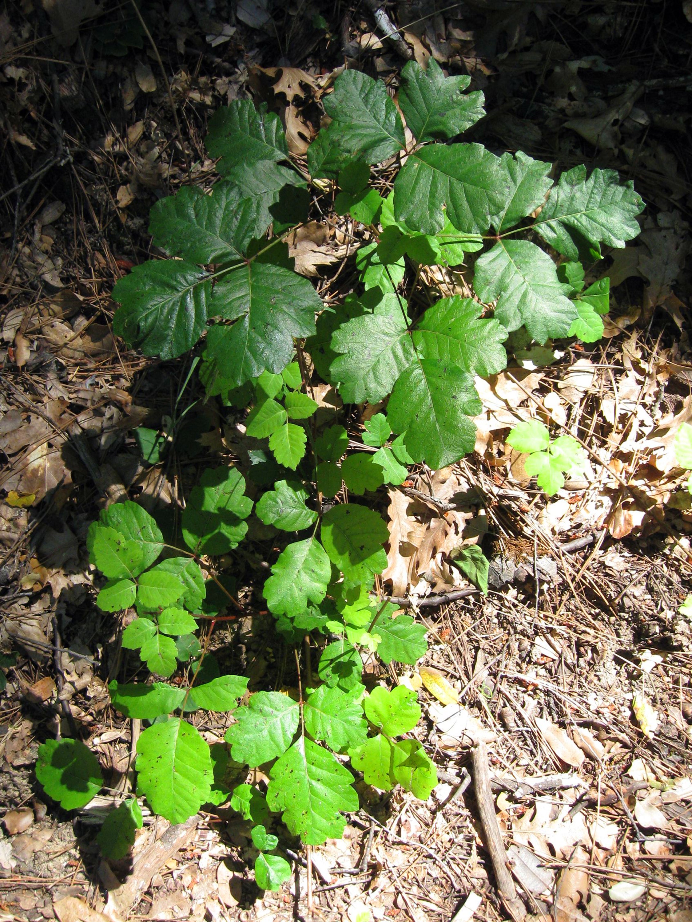 thermarest sleeping bag