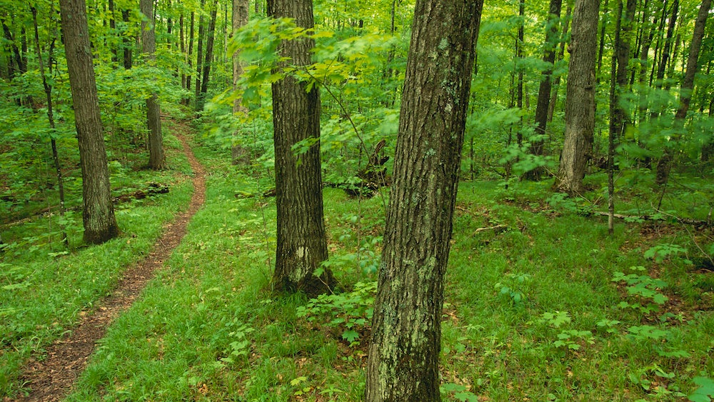 North Country Divide Trail in wisconsin mountains
