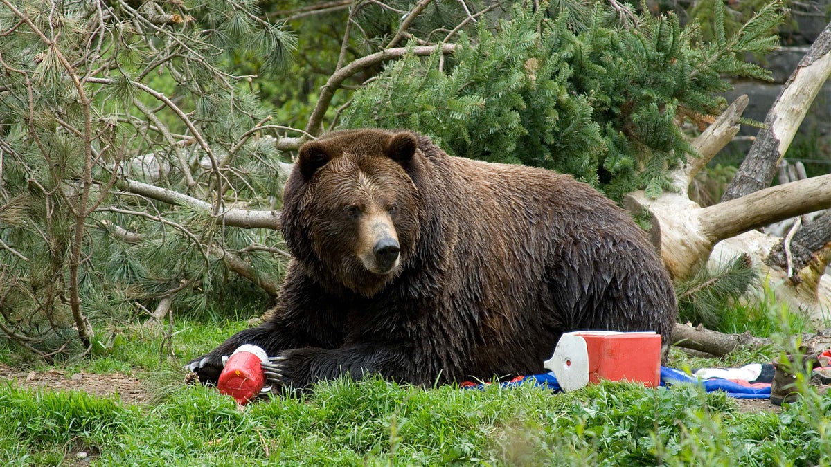 How to Store Food in the Backcountry