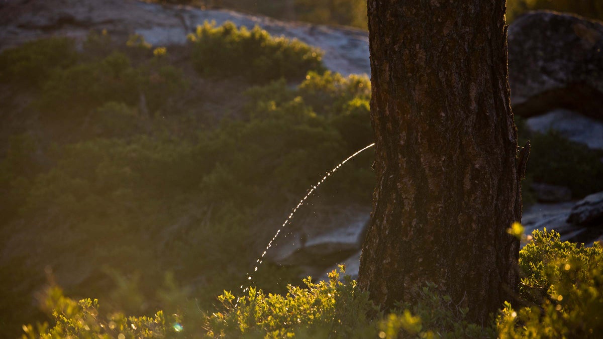 Will Peeing Around Your Campsite Really Help Keep Animals Away?