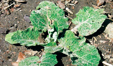Burdock 0408 Sbrill 445x260.jpg 10698 Backpacker_Magazine_Burdock