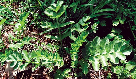 Wildparsnip 0408 Sbrill 445x260.jpg 10697 Backpacker_Magazine_Wild_Parsnip