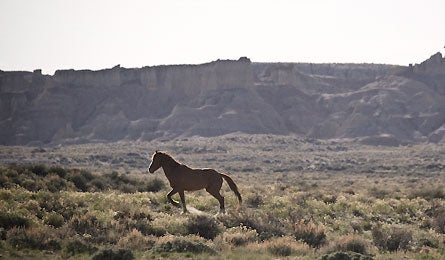 1-RedDesert2-11.jpg 11345 red_dessert_1