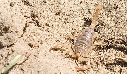 11-RedDesert.jpg 11355 red_desert_11
