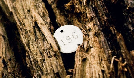 Above And Beyond Redwood Trees 4 12111 Above and Beyond Redwood Trees 4
