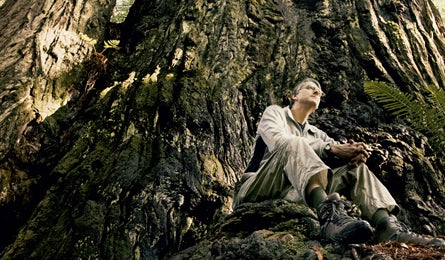 Above And Beyond Redwood Trees 5 12112 Above and Beyond Redwood Trees 5