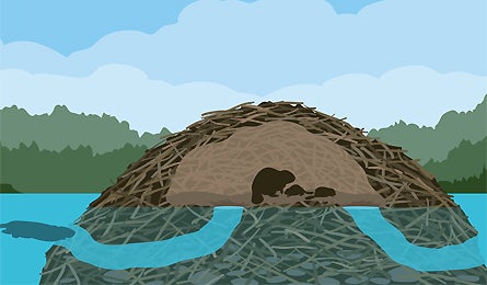 Beaver Dam Illo 12033 beaver dam illo