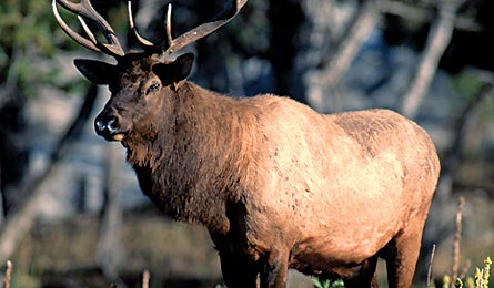 Elk 11954 elk