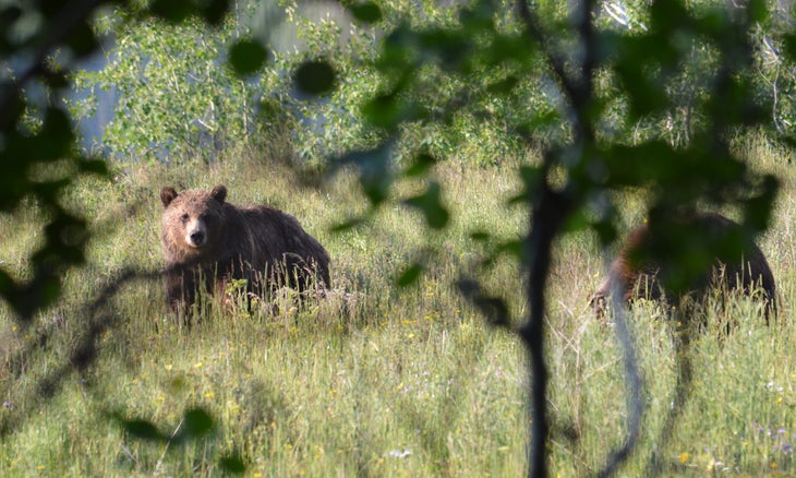 montana Grizzlies
