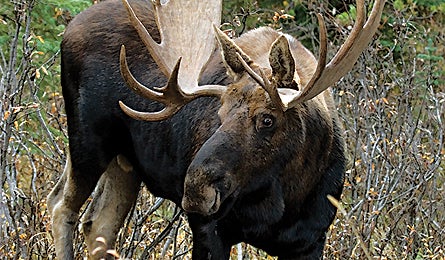 Moose 11957 moose