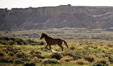 Red Desert 4 11924 horse