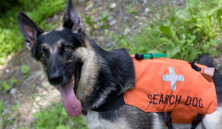 Rescue 7 12184 Eli, the search & rescue dog that found Dodds.