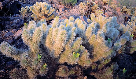 Saguaro 1 11915 saguaro