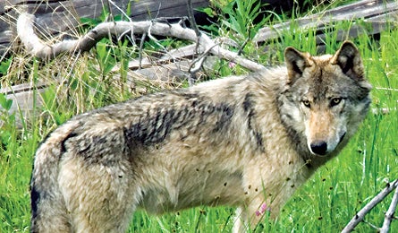 Wolf 11958 wolf