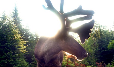 "Slate Islands Caribou"