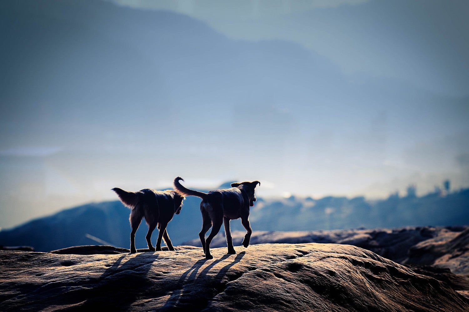 "mountain dogs"