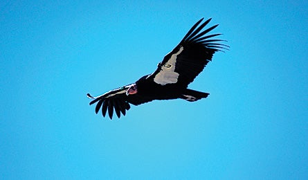 0109 Bestdamnsanrafaelcondor 445x260 12585 0109_bestdamnsanrafaelcondor_445x260