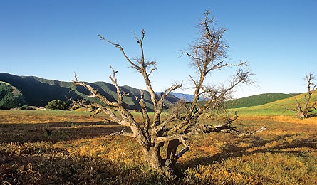 0109 Bestdamnsanrafaeltree 445x260 12583 0109_bestdamnsanrafaeltree_445x260