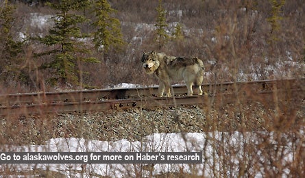0109 Dogsofwar9 445x260 12677 0109_dogsofwar9_445x260