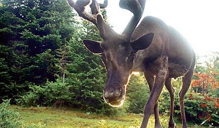 0109 Reindeergames1 445x260 12662 0109_reindeergames1_445x260
