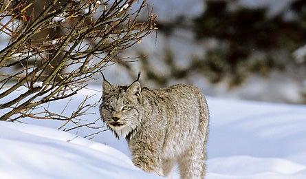 "0109_themissinglynx_445x260"