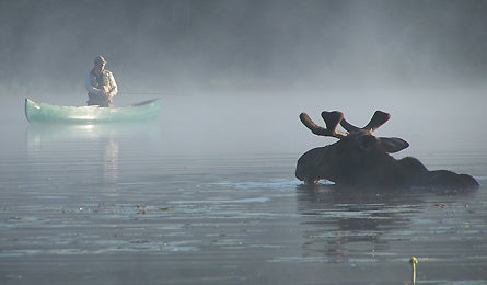 0109 Readerphoto Moose 12935 0109_moose_readerphoto
