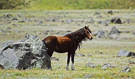 "Cotopaxi National Park, Ecuador"