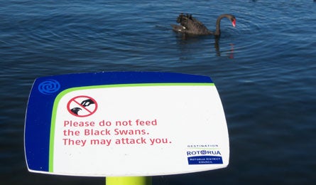 New Zealand Black Swans Sign 16330 new zealand black swans sign
