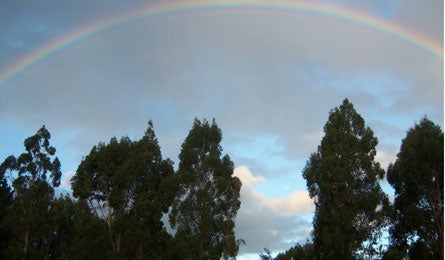 New Zealand Rainbow 16335 new zealand rainbow