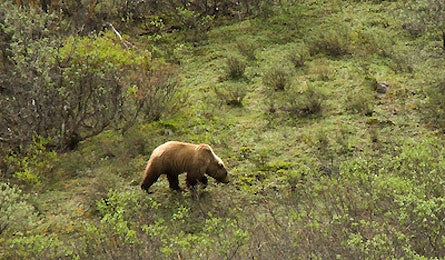 Sibu Bear Slideshow Steve Howe 445x260 16276 sibu bear slideshow steve howe