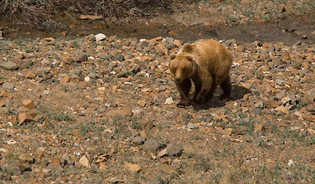 Sibu Bear Slideshow Steve Howe 445x260 16277 sibu bear slideshow steve howe