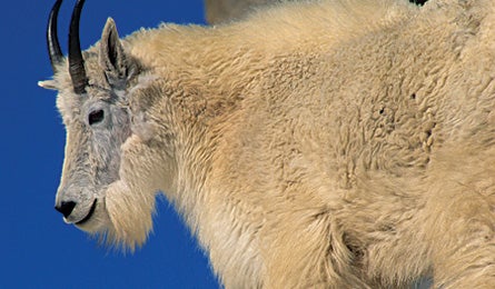 May 09 Dayhikes Rockies Wildlife 445x260 17386 may 09 dayhikes rockies wildlife 445x260