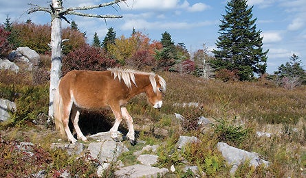 "may 09 dayhikes south minihorse 445x260"