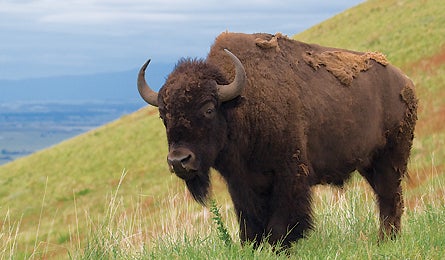 August 09 Natural Wonders Bison 445x260 17964 august 09 natural wonders bison 445x260