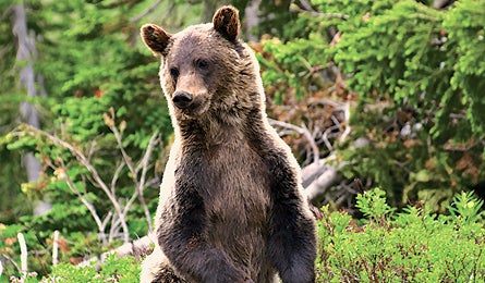June 09 Natural Wonders Bears 445x260 James 17671 june 09 natural wonders bears 445x260 james
