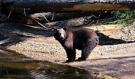 June 09 Yosemite Bear 445x260 Miller 17658 june 09 yosemite bear 445x260 miller