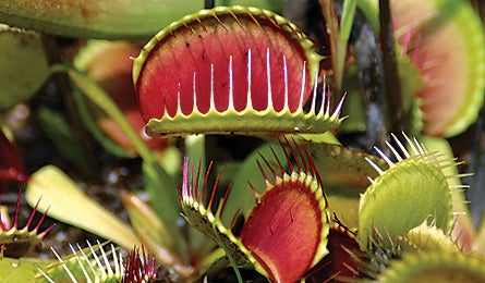 Natural Wonders Fly Trap 445x260 Jury 17672 natural wonders fly trap 445x260 jury