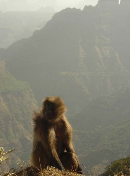 4. Africa 445x600 Justin Lichter None