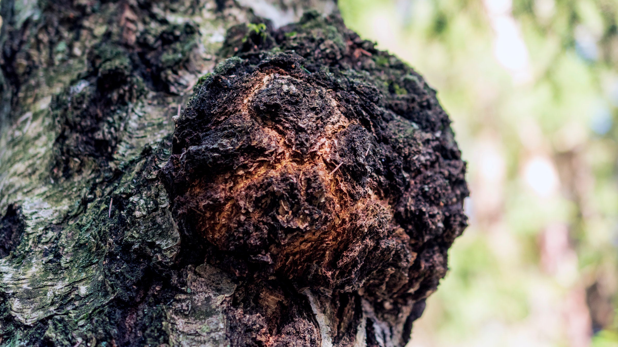 Chaga fungus is common on birch trees
