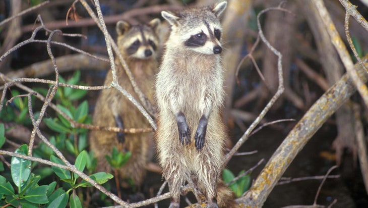 Raccoons