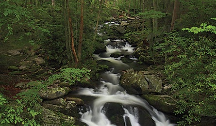 September 09 Meigscreek Timseaver 445x260 18405 september 09 meigscreek_timseaver 445x260