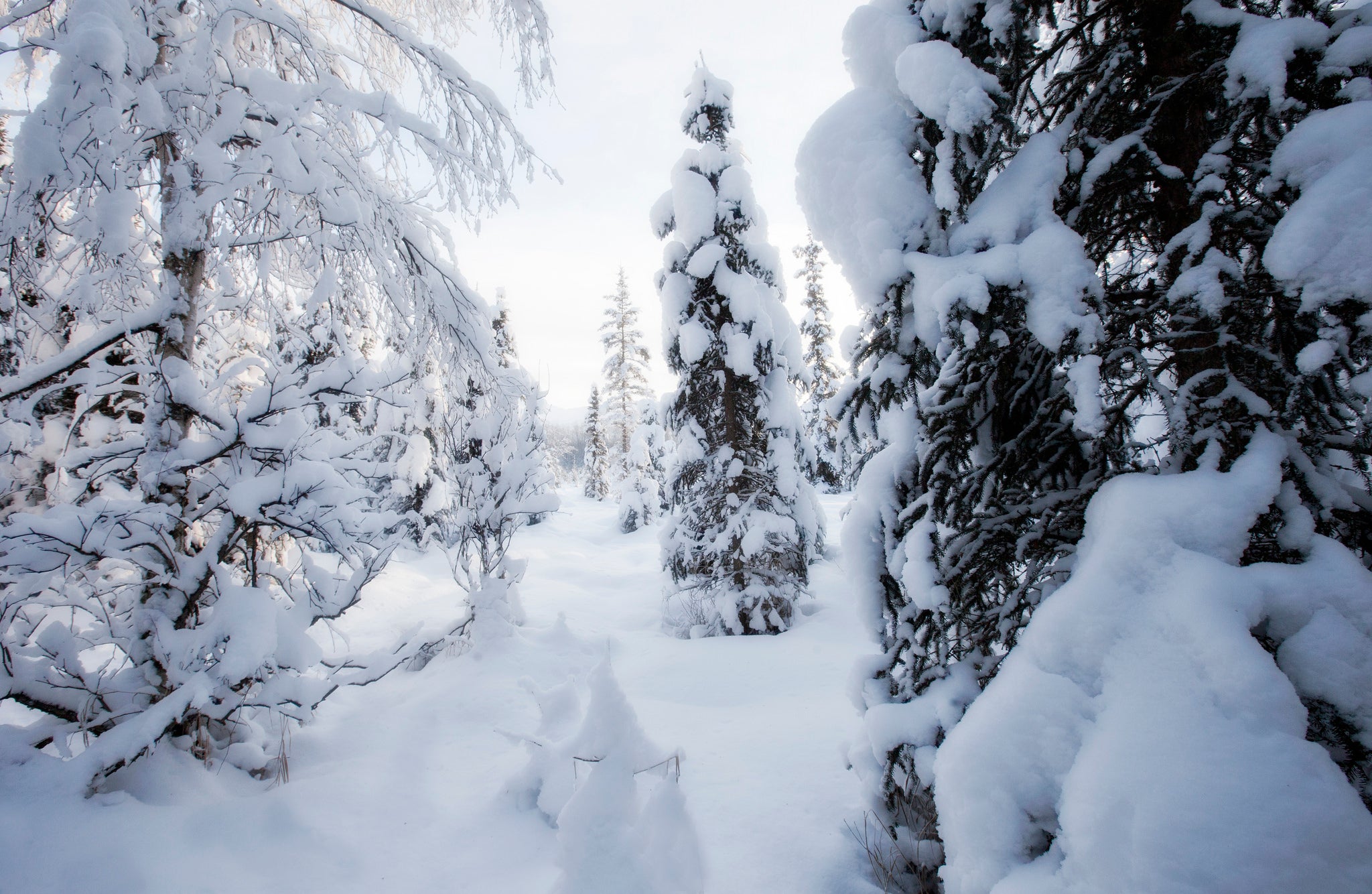 "Baxter bog in snow"