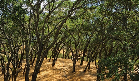 "destinations november 09 sonoma vally wine country "