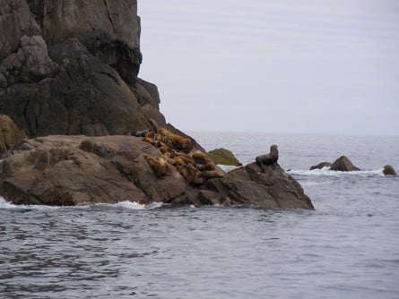 12 Sea lion rookeries are numerous Ted Alvarez None