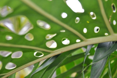 Abstract Slideshow 04 19972 abstract nature photos