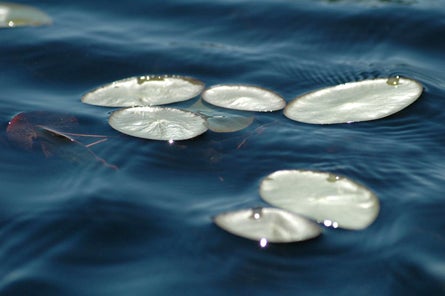 Abstract Slideshow 14 19981 abstract nature photos