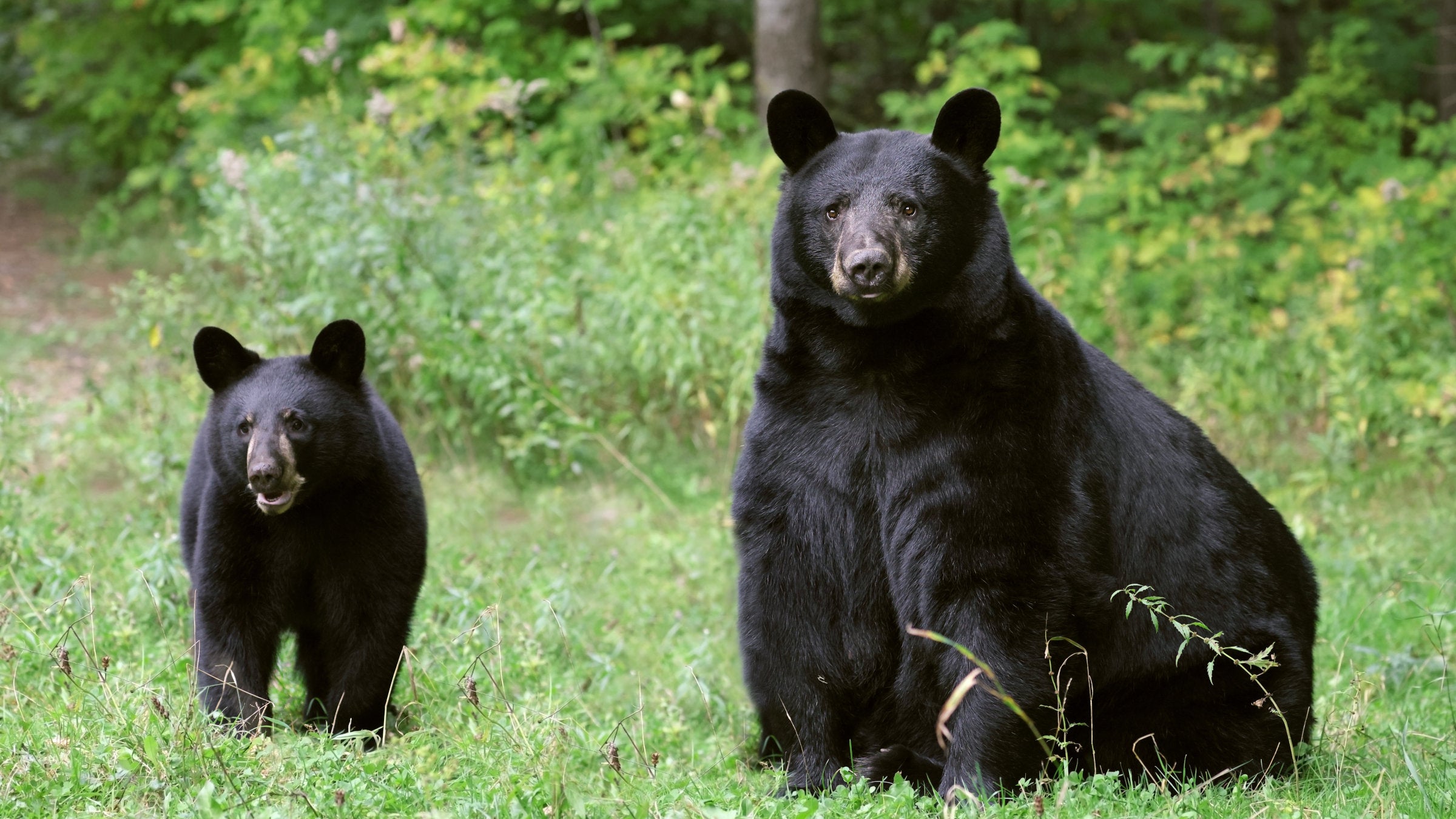 black bear and cub
