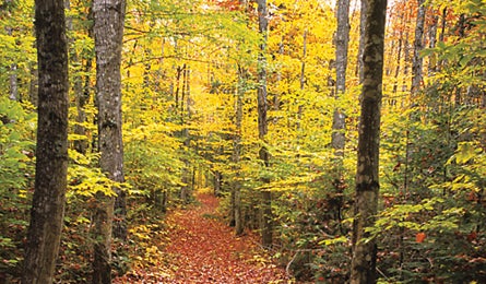 "northeast rc maine 445x260"