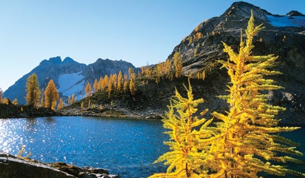 "northwest rc golden larches 445x260"