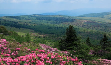 "souteast rc mt rogers 445x260"